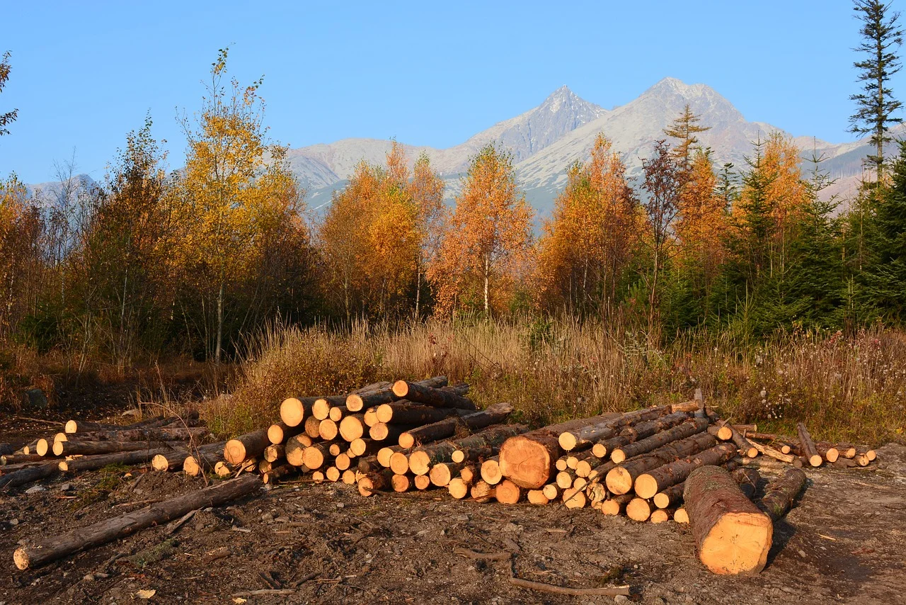 Topná sezóna je za dveřmi. Jak skladovat dřevo, aby dobře hořelo?